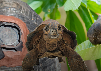 Image de : Quad Lock × IOTA: How Our Mounts Support Tortoise GPS Research